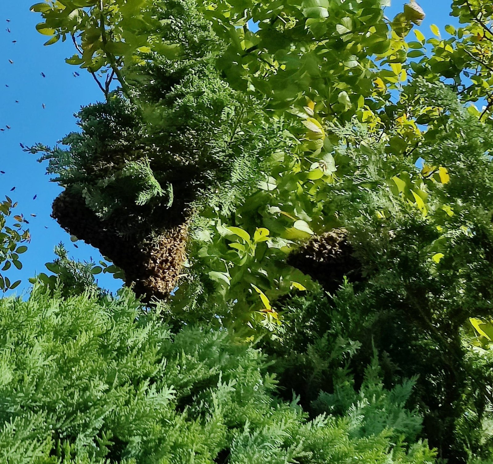 Bienenschwarm an einem Baum
