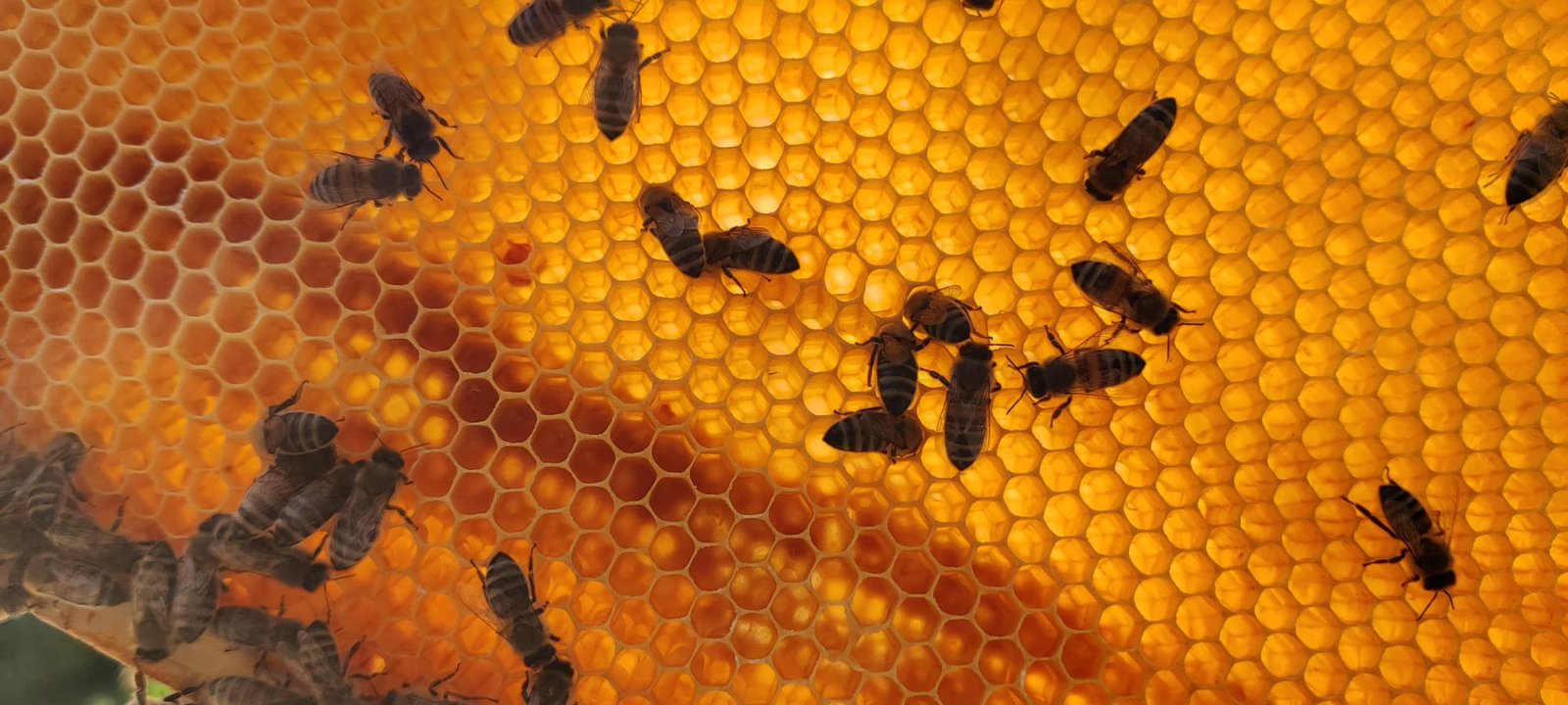 Imkerinnen und Imker des Imkervereins Cuxhaven am Bienenvolk